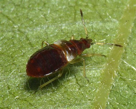 Anthocoris nemorum (Common flower bug): an aphid predator for biocontrol