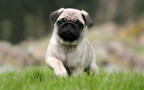 Pug - Puppies, Rescue, Pictures, Information, Temperament, Characteristics | Animals Breeds