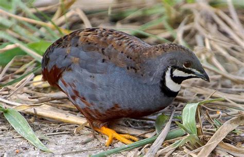 Permit in Colorado to Raise Bob White Quail - Henn Magaraind