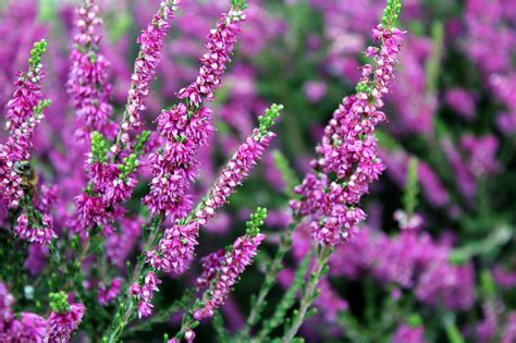 400,000+ Free Heather Flower & Heather Images - Pixabay