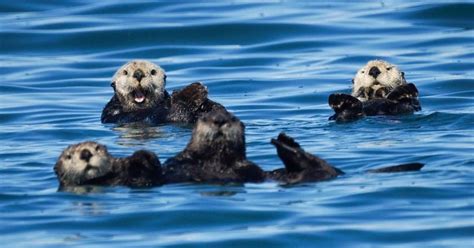 The Vanishing of Otters in Alaska devastates local food web