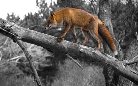 Wallpaper ID: 570299 / selective coloring, outdoors, forest, animals in ...