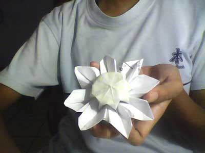 Origami Daisy Reader Photos Page 1