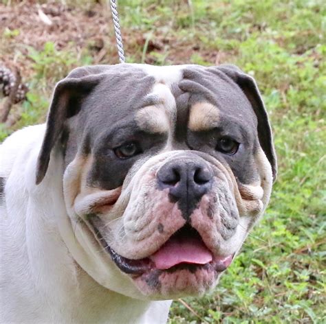 Old English Bulldog Puppies For Sale | Ocala, FL #284304