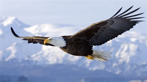 American eagle, eagle, flying, bald eagle, nature HD wallpaper ...