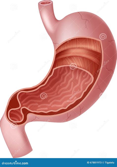 Cartoon Illustration of Human Internal Stomach Anatomy Stock Vector - Illustration of stomache ...