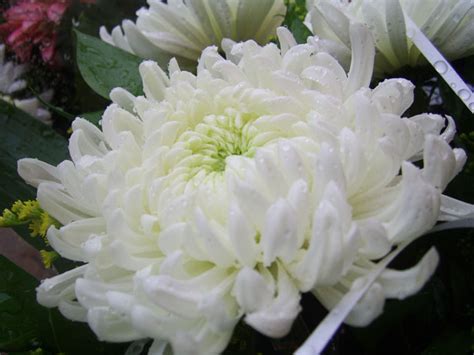 White Chrysanthemum Free Stock Photo - Public Domain Pictures