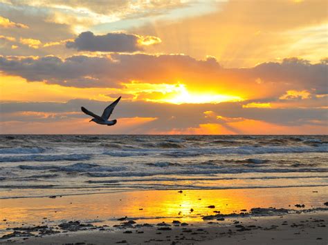 Gull flying over shore near ocean during sunset HD wallpaper | Wallpaper Flare