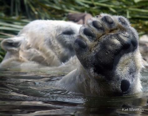 "Polar Bear Foot" by Kat Meezan | Redbubble