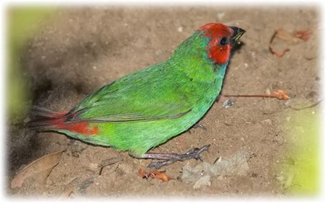 Bird watching on Fiji - List of observed birds