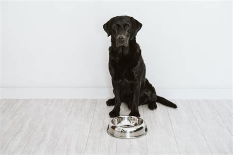 How To Stop Food Aggression In Dogs - Dog Coaching Academy