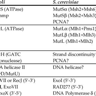 Clinical criteria for the diagnosis of the HNPCC syndrome | Download Table