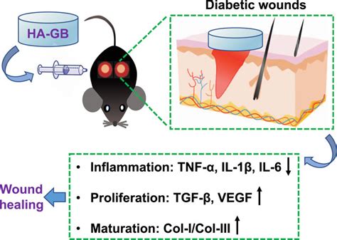 Frontiers | Local Administration of Ginkgolide B Using a Hyaluronan-Based Hydrogel Improves ...