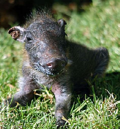 Hakunah Matata: A Cute Baby Warthog Means No Worries - Baby Animal Zoo