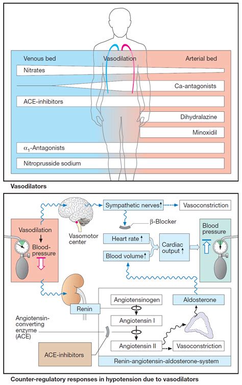 Vasodilators - overview - Manual of Medicine