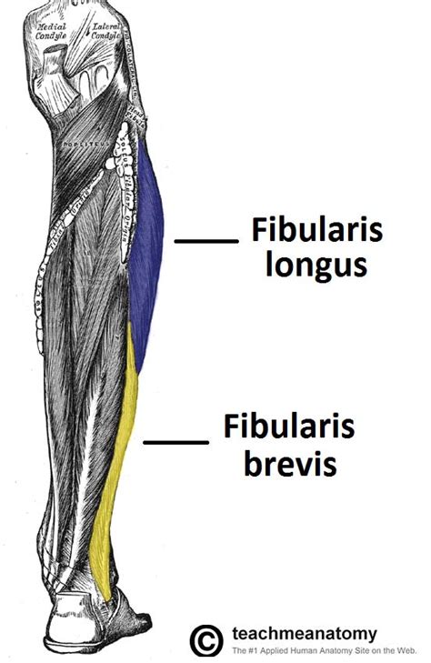 Muscles in the Lateral Compartment of the Leg - TeachMeAnatomy