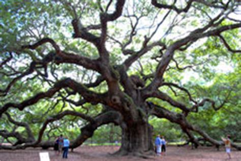 Ancient Angel Oak Tree