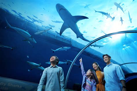 See The Wonders Beneath The Waves At S.E.A. Aquarium - Secret Singapore