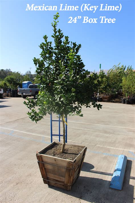 Key Lime Tree - Mexican Lime / Shiraz Lime Tree For Sale