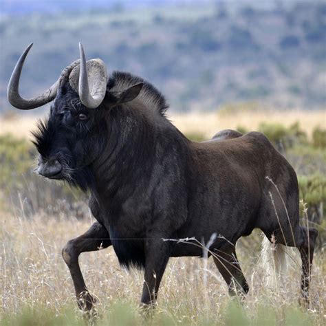 Black wildebeest | Rare animals, Wildebeest, Unusual animals