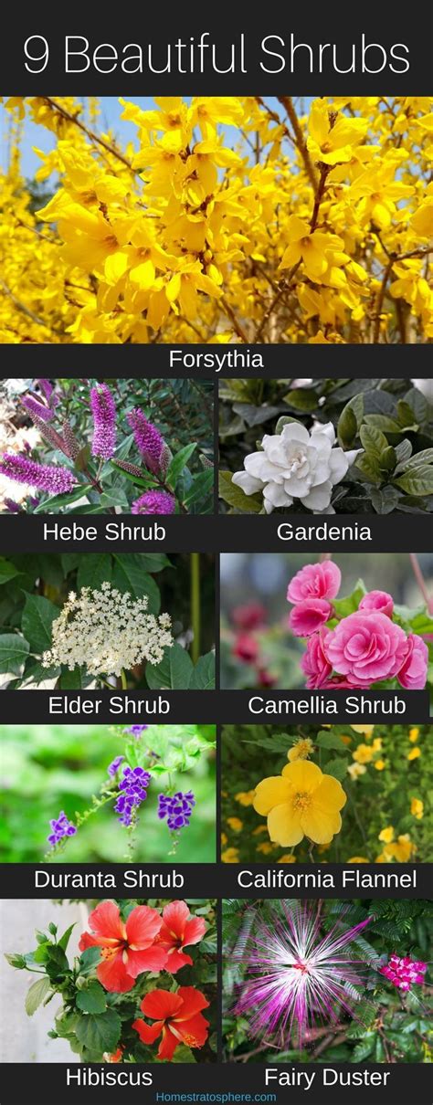 Different Types Of Shrubs With Pictures And Names at James Wilkerson blog