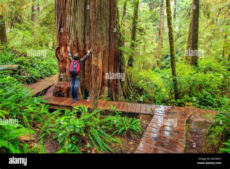 British columbia canada pacific rim national park rainforest trail ...