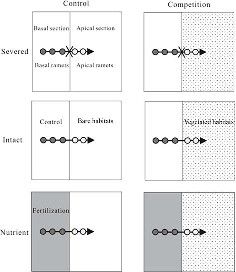 Figure 1 from An Invasive Clonal Plant Benefits from Clonal Integration More than a Co-Occurring ...