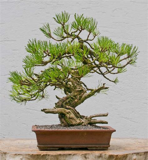 Walter Pall Bonsai Adventures: Mugo Pine #28