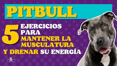 5 EJERCICIOS PARA PERROS PITBULL - YouTube