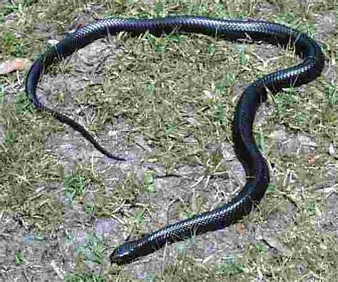 PLANET ANIMALS 2012: Black Snake Florida