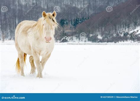 Albino Horse with Eyes Blue Stock Image - Image of equestrian, outdoor: 65730539