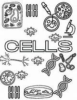 Cells Doodle Page Coloring By Vivian George  TPT sketch template