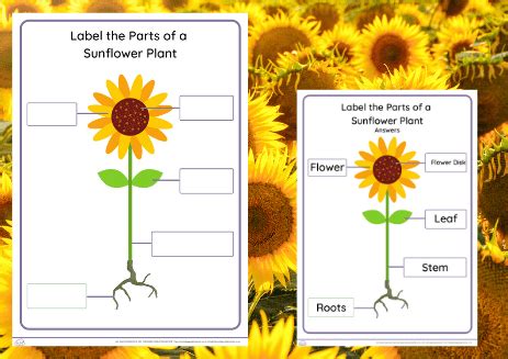 Structure Of Flower Of Sunflower In Cross Section Diagram Of Flower Head Or Pseudanthium Parts ...