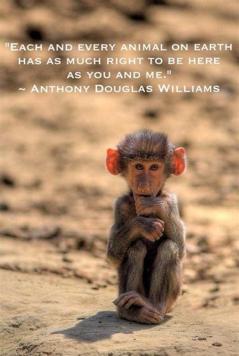 Funny Monkey Quotes Images - ShortQuotes.cc