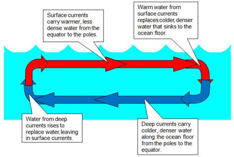 The diagram below shows how deep currents and surface currents interact ...