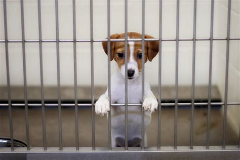 Indiana bills backed by national pet store chain draw pushback from animal advocates • Indiana ...