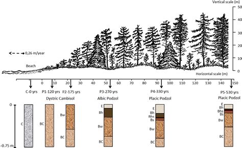 Figure 1 from Rare earth elements dynamics along pedogenesis in a chronosequence of podzolic ...