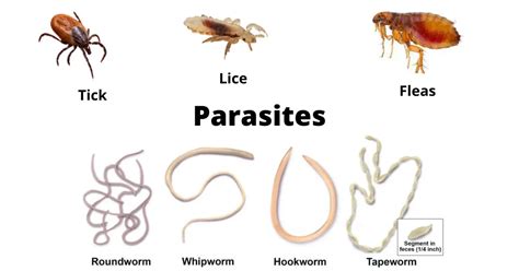 Parasitic Infections: Source, Mode of Transmission, and Prevention • Microbe Online