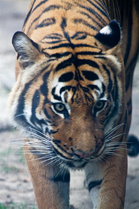 LSU Mascot Photograph by Bonnie Marquette