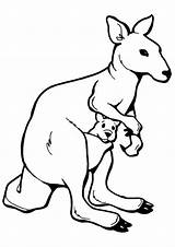 Coloring Pages  Kangaroo With Baby sketch template