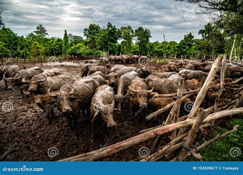 Buffalo Farming in Rural Areas of the Country Stock Image - Image of ...