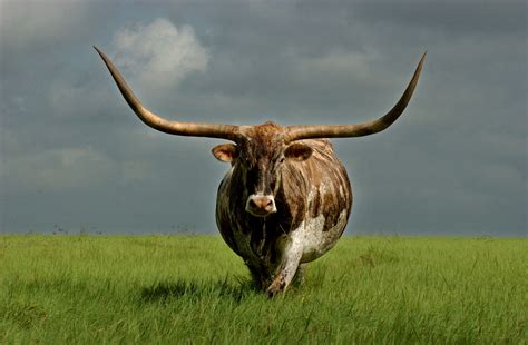 DNA proves Texas longhorns descend from Columbus' cattle