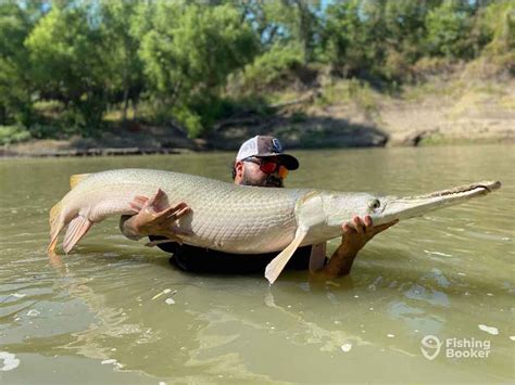 How to Go Fishing for Alligator Gar: An Angler’s Guide for 2024