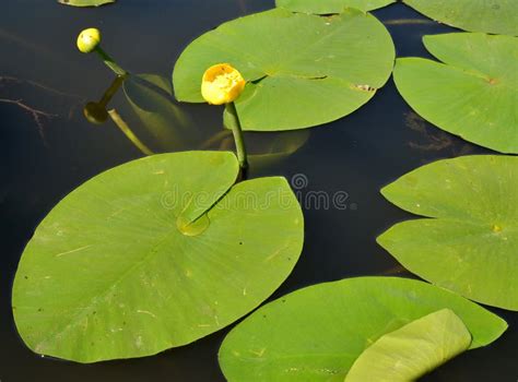 The Yellow Water Lily Nuphar Lutea L.. Flowers And Leaves Stock Image - Image of landscape ...