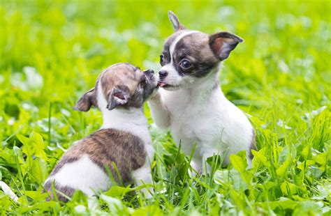 Chihuahua Lifespan: The dog that will grow up with your kids - K9 Web