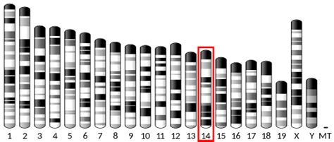 NEIL2 - Wikipedia