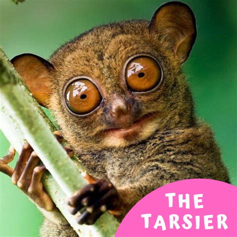 The Tarsier