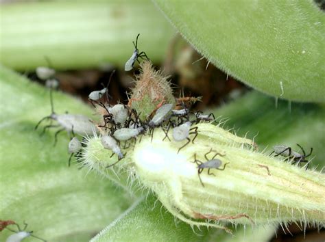 File:Squash bug nymph 1736.JPG - Wikipedia