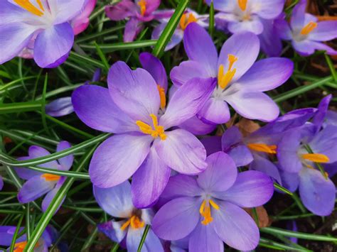 close-up-of-purple-crocus-flowers-united-kingdom-uk-royalty-free-image-1674159456 - The RS Teacher