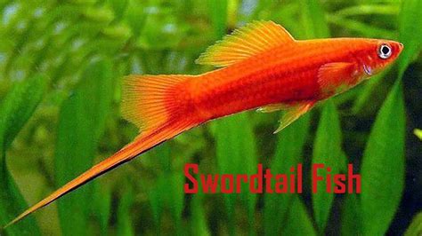 30 Different types of beautiful Swordtail fish varieties - YouTube